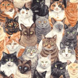 80680-crowded-cats-colour-1